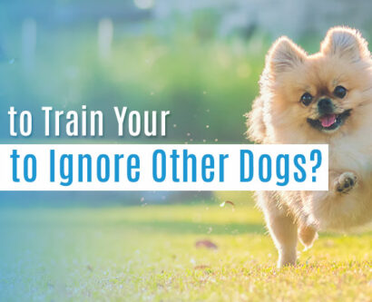 How To Train Your Dog To Ignore Other Dogs