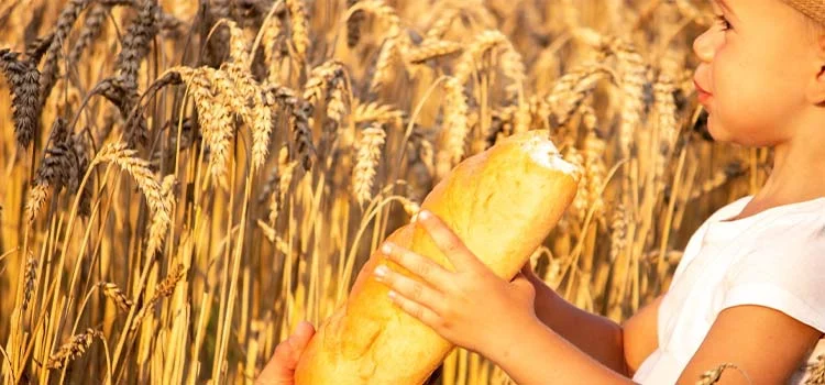 Close-up of child in a wheat field eating bread