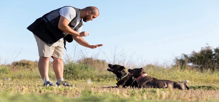 Close-up of a male dog trainer training two dogs outdoors.