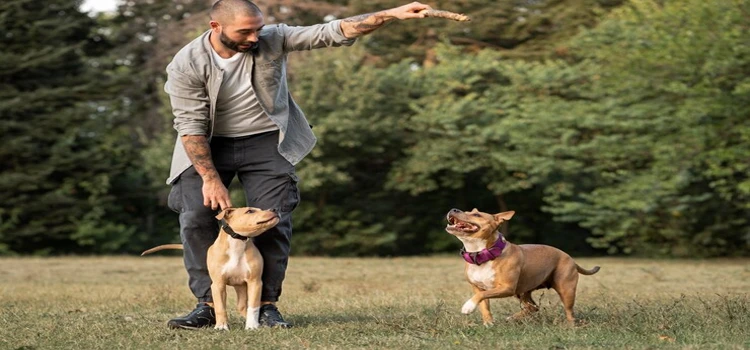 Close-up of a male dog trainer training two pitbull dogs.