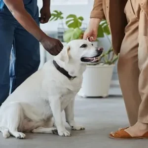 Dog Training Course Business