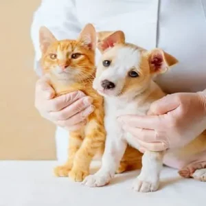 Animal Care Diploma - 3 Courses Complete Bundle
