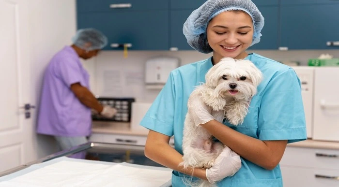 Animal Care and Healing