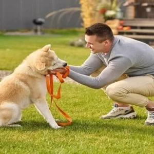 Dog Behaviour Online Training Course