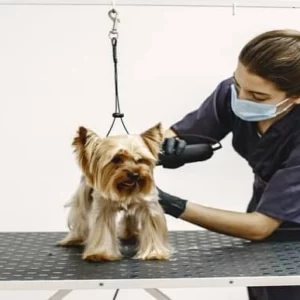 Dog Grooming, Dog Behaviour and Dog First Aid Course Diploma