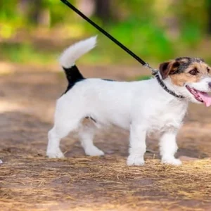 Dog Leash Training Masterclass