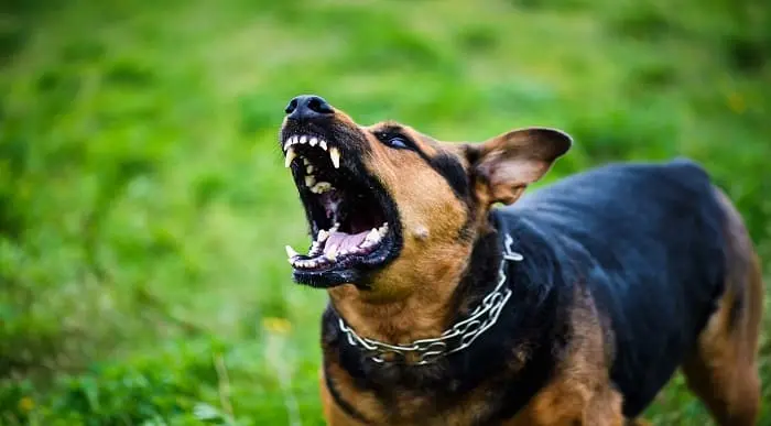 Dog Training Course : Dog Barking