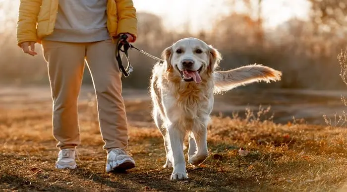 Dog Training Diploma – 8 Courses Complete Bundle