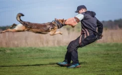 Dog Training – Control Dog Attacks