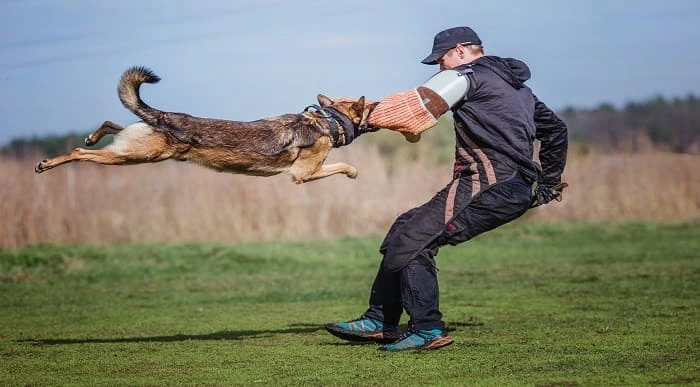 Dog Training – Control Dog Attacks