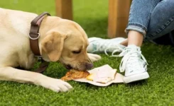 Dog Training – Natural Remedies